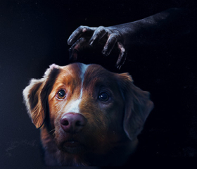 Good Boy